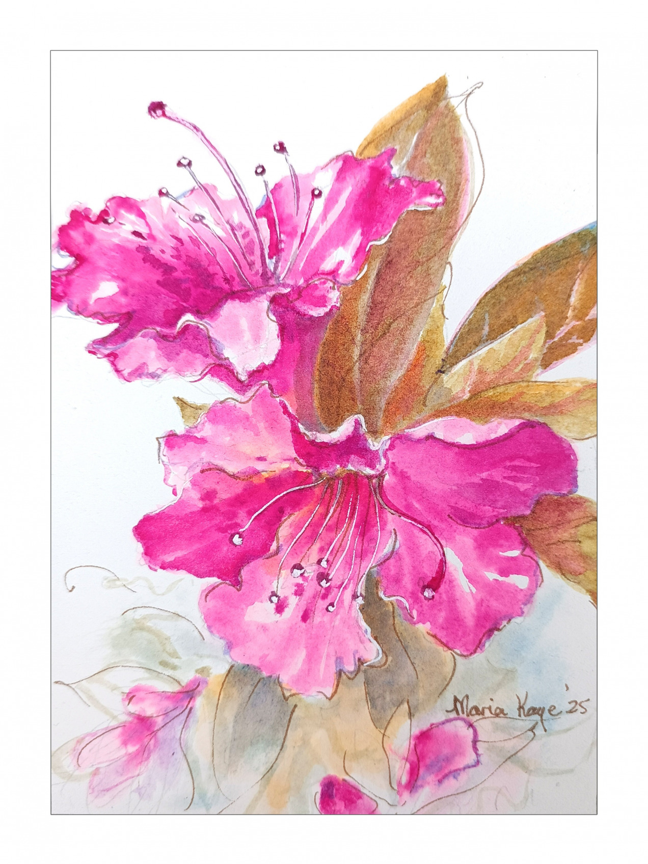 MAGENTA AZALEA