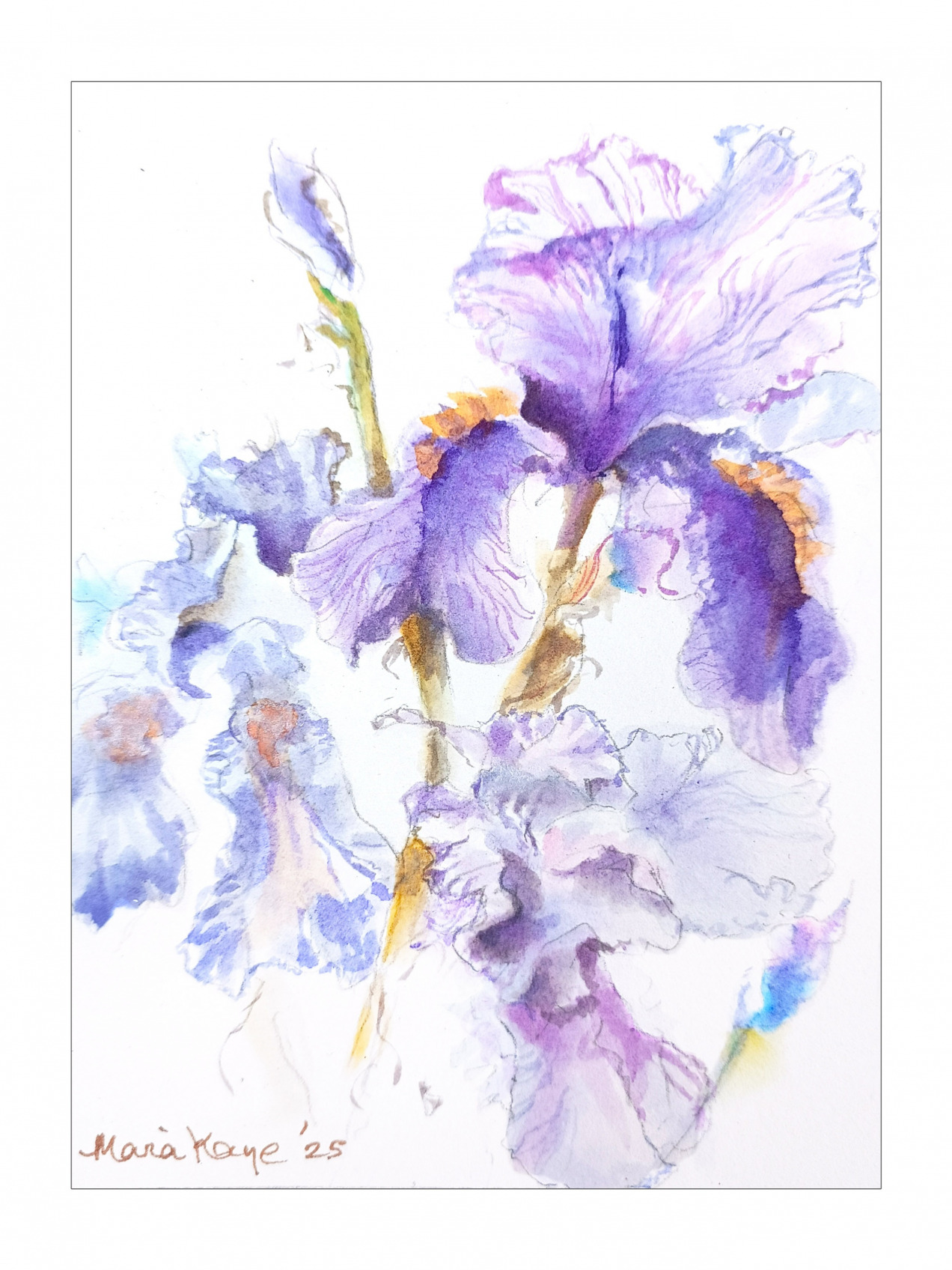 PURPLE IRIS