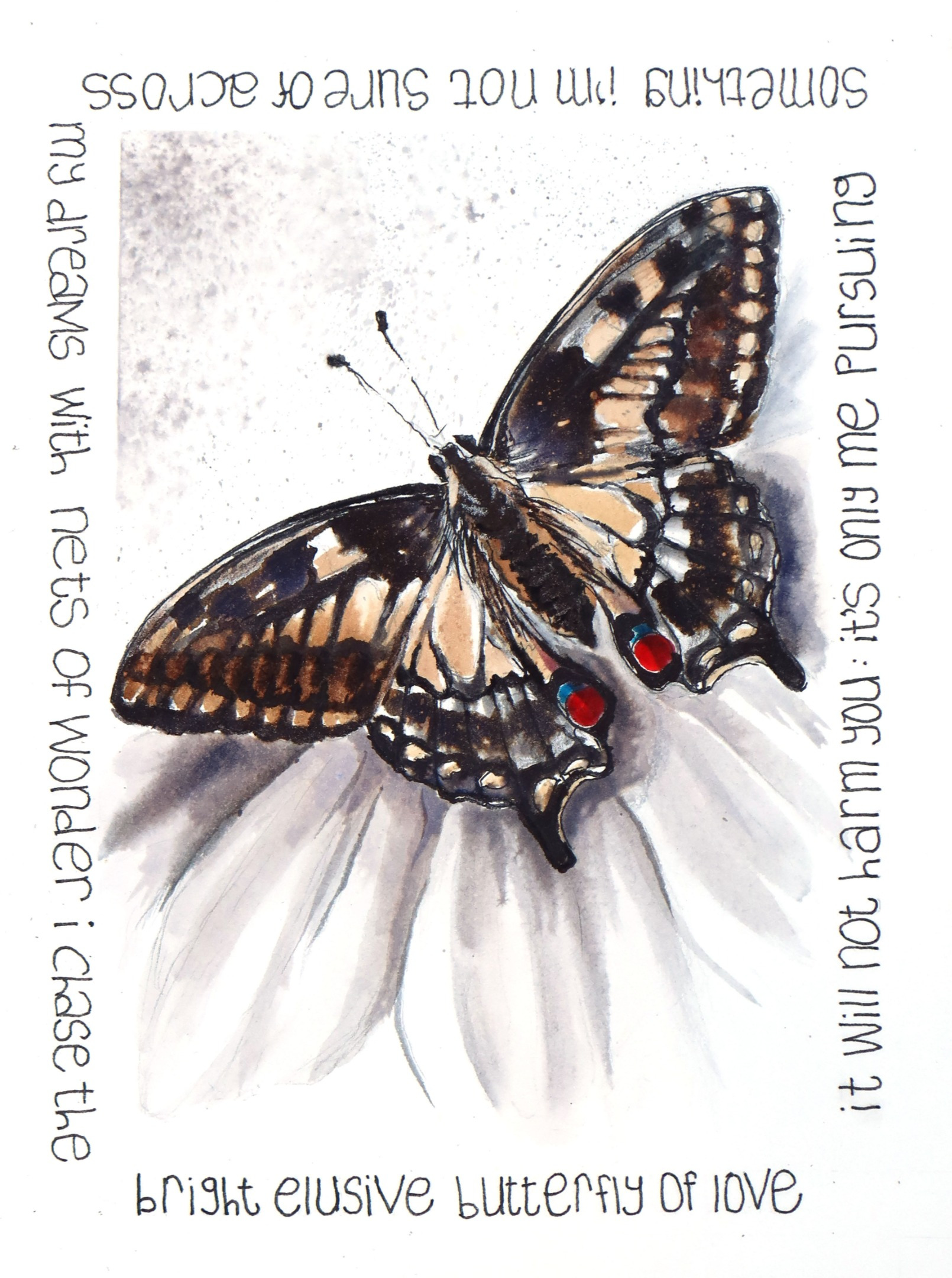 Butterfly